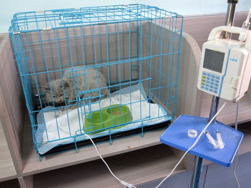迁安市宠物医院-10-诊疗室中正在治疗的猫咪.jpg