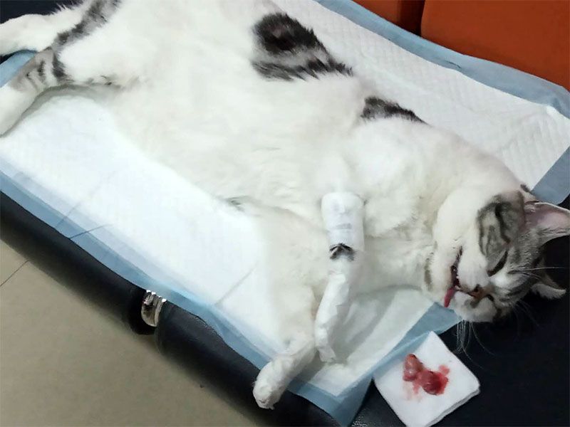 迁安市宠物医院-做完绝育手术的猫.jpg